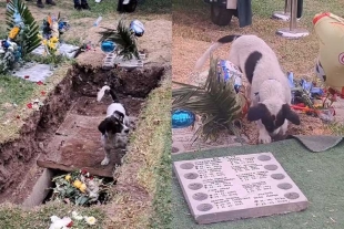 Un perrito se dio cuenta que no volvería a estar con su querido dueño.