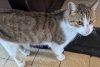 ¡Salud! Gato escapa de su hogar y aparece en un lejano bar