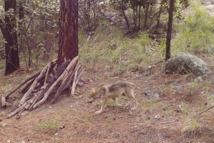 Nacen dos lobos mexicanos en Chihuahua; un paso menos hacia la extinción