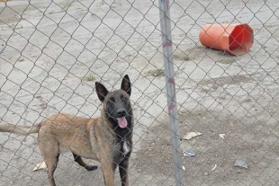 Los perros no cuentan con comida ni agua y los mantienen encerrados,