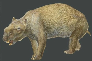 Investigadores australianos desentierran los restos del marsupial más grande de la historia
