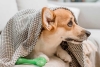 ¿Dónde deben dormir nuestros perros durante las noches frías?