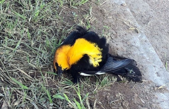 ¡¿Qué les pasó?! Captan a decenas de aves cayendo del cielo en Chihuahua