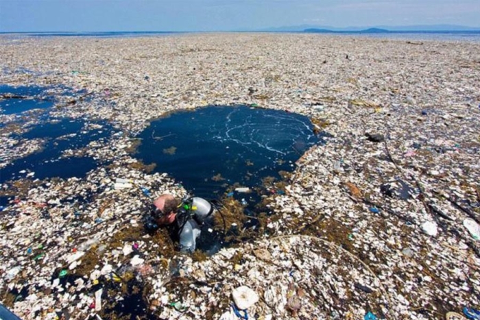 Isla de basura del pacífico comienza a ser colonizada por plantas y animales