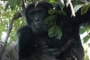 El jefe chimpancé que acunó a la bebé en lugar de matarla