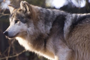 Crece población de lobo mexicano en EUA