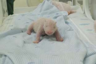 El parque compartió algunas fotografías del pequeño, el cual vio la luz el pasado 27 de noviembre