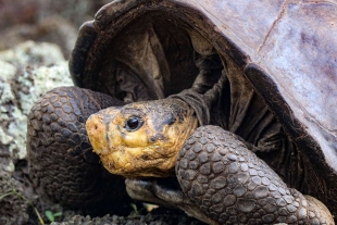 ¡Terrible! Hallan restos de 15 tortugas de Galápagos sacrificadas