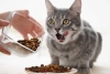 ¿Son peligrosas? Profeco expone marcas de alimento para gato con “irregularidades”