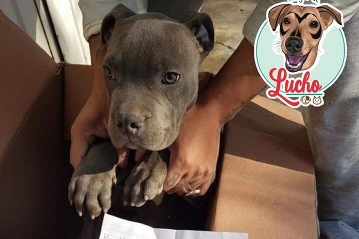 Niño da en adopción a su perrito para que su papá no lo siga maltratando