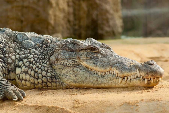 ¡Indignante! Hombre patea a cocodrilos en Laguna del Carpintero en Tampico