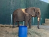 Caso “Annie”: Elefante rescatada de un circo vive abandonada y su futuro es incierto