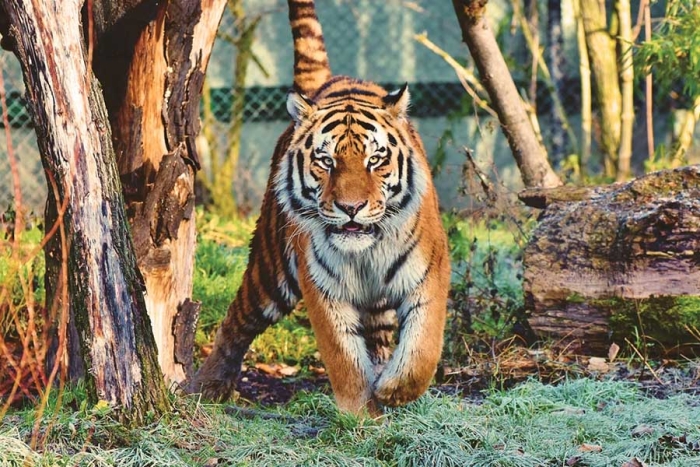 ¡Buenas nuevas! India logra un incremento del 6.1% en su población de tigres