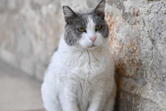 ¡Con los michis, no! Desalojan a “Anastasia”, una gatita que vivía en el palacio de Dubrovnik