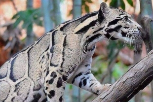 Reaparece leopardo nublado después de 30 años