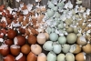 “Huevos arcoíris”: el secreto detrás de las gallinas que pueden ponerlos