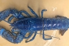 Restaurante recibe una langosta azul extremadamente rara