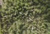Misterioso rebaño de cabras ha sobrevivido tres siglos sin agua dulce en isla brasileña