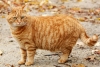 Bolsa primordial en gatos: ¿qué es y qué función tiene? 