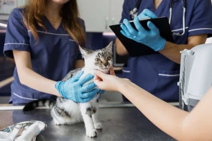 MSD Salud Animal reveló que en México, el 33% de los dueños no llevan a sus mascotas al veterinario