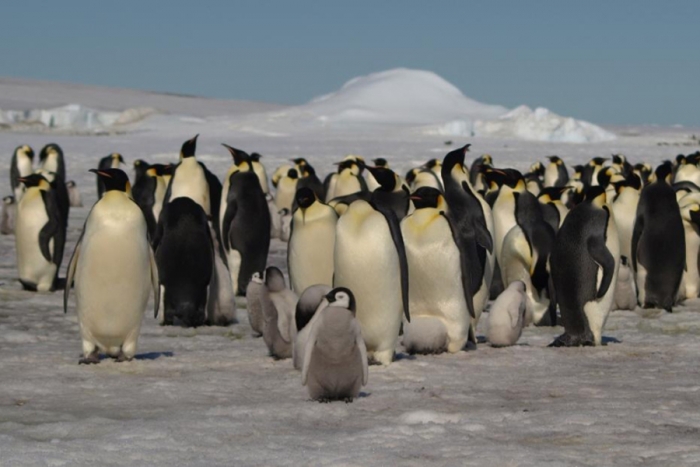 Imágenes satelitales revelan nuevas colonias de pingüinos en la Antártida