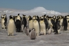 Imágenes satelitales revelan nuevas colonias de pingüinos en la Antártida
