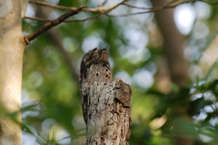 Conoce al pájaro fantasma, una de las aves más extrañas de América