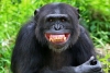 Estudio revela:  risa de bebés es muy parecida a la de los  simios