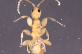 Los especialistas a cargo del hallazgo creen que la Masona neon, especie de la que se encontraron apenas dos ejemplares