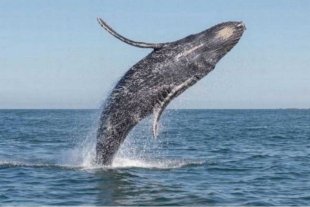 La ballena gris arriba a Baja California Sur con más hambre que nunca, pero no son buenas noticias