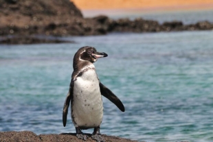 Hallan al pingüino de Galápagos más longevo