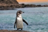 Hallan al pingüino de Galápagos más longevo