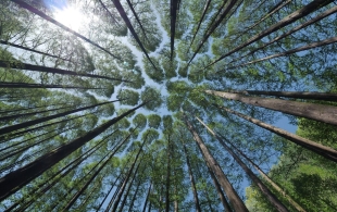 ¡Buenas nuevas! Francia plantará mil millones de dólares adaptados al clima futuro