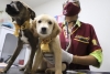 Rescatan a 22 caninos hacinados en Ecatepec