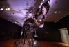 “Stan”, el T.Rex más caro del mundo, encuentra nueva casa en Abu Dhabi