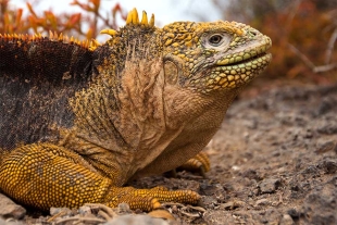 ¡Una nueva esperanza! Dos siglos después, vuelven a nacer iguanas terrestres en Galápagos
