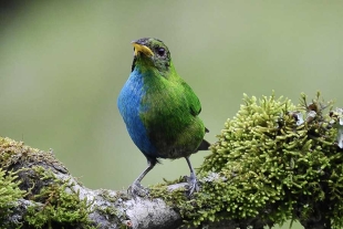 ¡Increíble! En la selva de Colombia, avistan un ave mitad macho mitad hembra