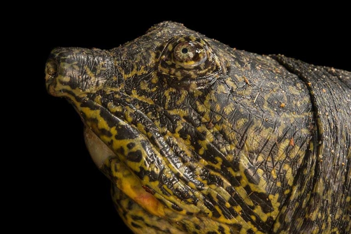 ¡Oh, no! Aparece muerta la última hembra de la especie tortuga gigante del Yangtsé