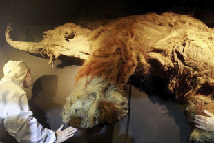 Identificaron moléculas de ARN que se asocian con los componentes estructurales del músculo y toda una serie de reguladores