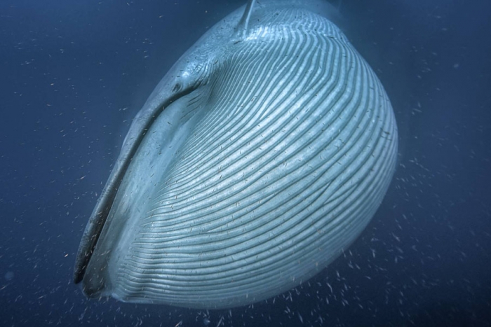 Gigantesca ballena azul sorprende a surfistas en EU