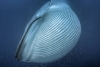 Gigantesca ballena azul sorprende a surfistas en EU
