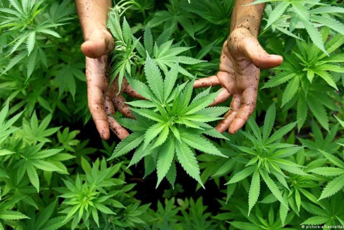 “No hay consenso” en el Gobierno para legalizar mariguana en México: AMLO