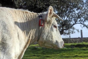 El Tribunal consideró que las normativas de bienestar animal prevalecen sobre las prácticas religiosas