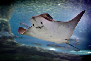 Esta medida fue tomada bajo consenso durante la Conferencia de las Partes de CITES