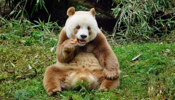 El único oso panda marrón adoptado