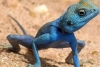 El lagarto azul del Gorgona