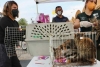 Tras incendio, Claudia Sheinbaum buscará que ya no se vendan animales en el Mercado de Sonora