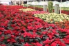 Venta de flores de Nochebuena representa una derrama económica de 73 millones de pesos