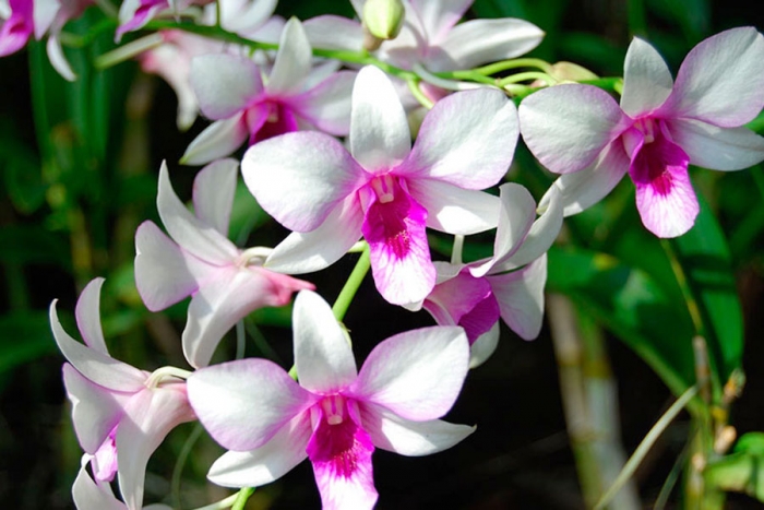 Tenancingo de la UAEM realiza aclimatación de orquídeas