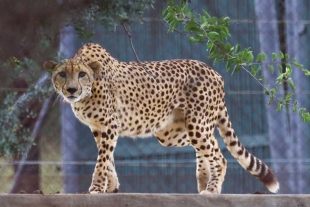 Muere en la India uno de los guepardos africanos introducidos para recuperar la especie